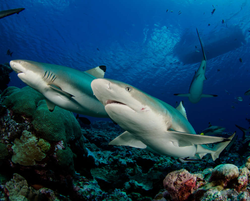 Shark Week Palau